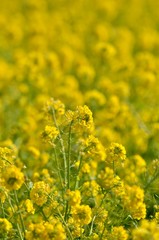 菜の花畑