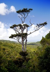 wiew of mountain .Mauritius