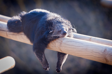 Binturong