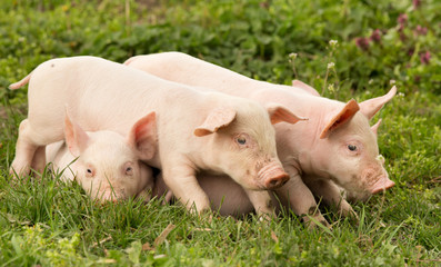 Cute piglets