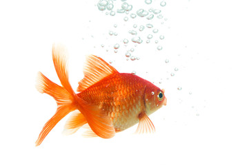 Fototapeta premium Golden fish