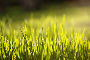 Close up of fresh grass in the morning dew with copy space