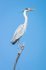 Grey heron, Ardea cinerea
