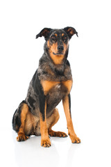 Beauceron
