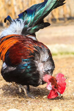Transylvanian Naked Neck or Turken rooster