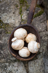 mushroom in wood spoon