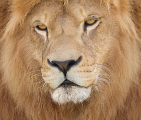 Portrait of a majestic lion crowned with mane