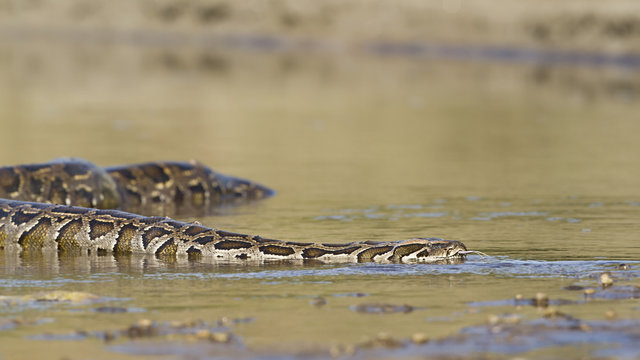Asian Python in river in Nepal