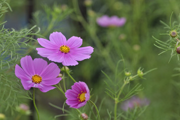 Fototapeta premium コスモス