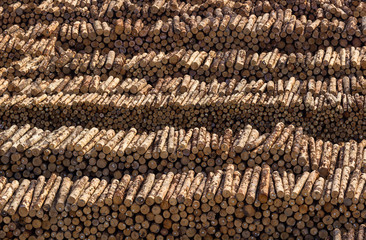 Stacks of tree trunks ready for export by sea