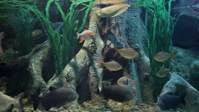 Freshwater aquarium with big fishes