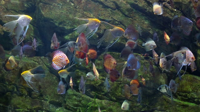 Aquarium with angelfish and discus