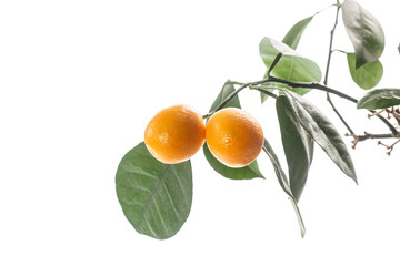 kumquat