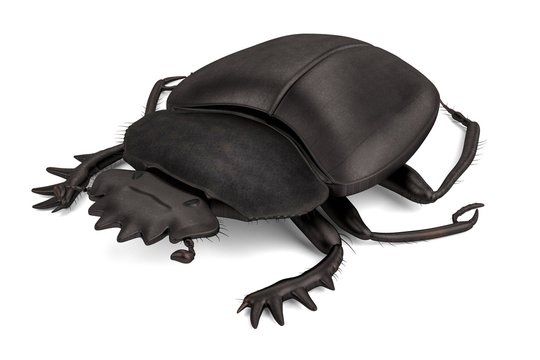 realistic 3d render of scarabeus
