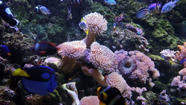 Marine aquarium floating fish in it