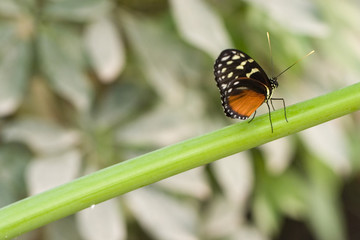 Papillon sur sa tige