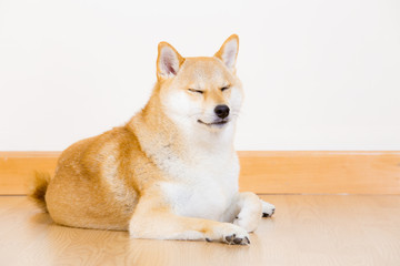 Brown shiba