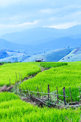 Fototapeta na wymiar rice growing in field on the mountain with blue sky 