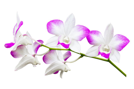 Orchid flower isolated