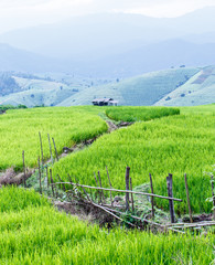 Fototapeta na wymiar rice growing in field on the mountain with blue sky 