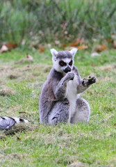 Ring tailed lemur (Lemur catta)