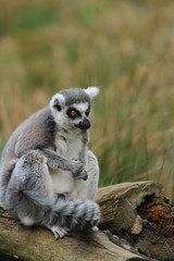 Ring tailed lemur (Lemur catta)