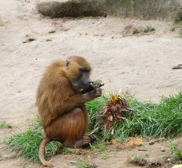 Baboon