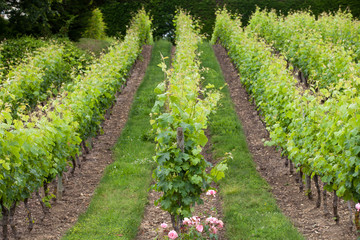 Fototapeta na wymiar Vineyard in the famous wine making region - Loire Valley