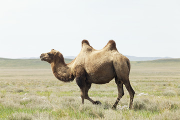 camel in the taklamakan desert