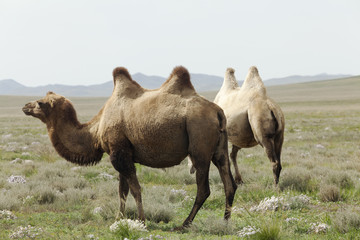 group of camels