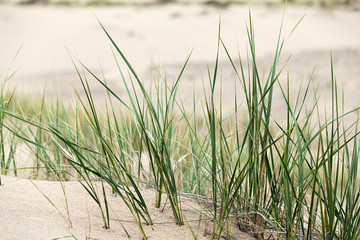 Obraz premium dune with grass