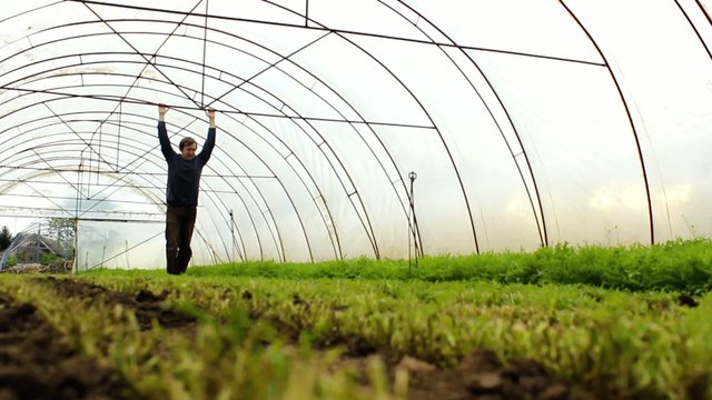 Organic Rucola Aragula Salad Greenhouse 