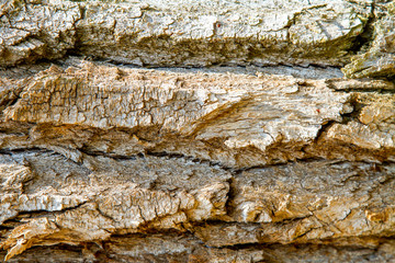 closeup image of an old tree bark texture