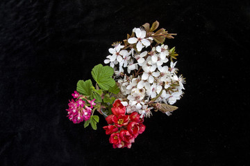 Blühende Zweige im Frühling