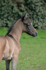 Obraz premium jument et son poulain