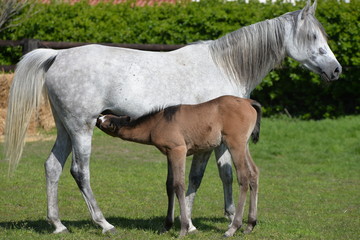 Obraz premium jument et son poulain