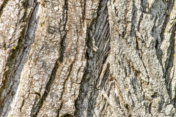 closeup image of an old tree bark texture