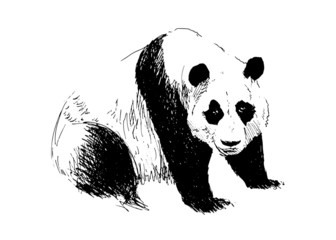 Naklejka premium Hand drawing panda. Vector illustration
