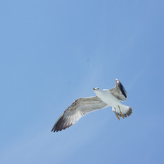 Möwe im Flug