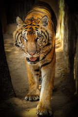 Fototapeta premium Bengal Tiger