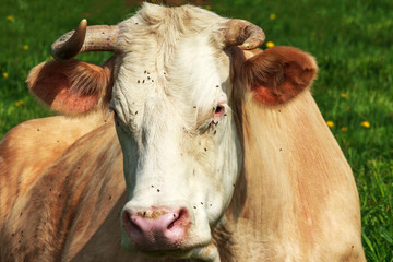 Und die Fliegen st&ouml;ren sie nicht