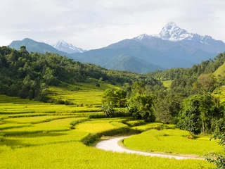 Photo sur Plexiglas Népal Rice Fields and Macchapuchchhare in the Annapurna Himalaya