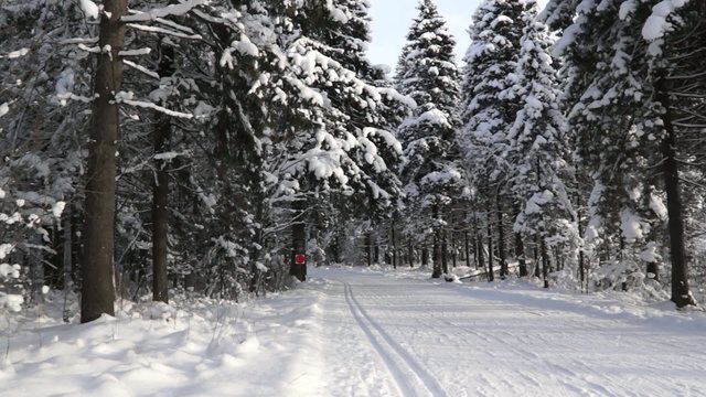 Ski track in winter forest