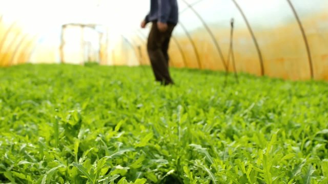 Organic Rucola Aragula Salad Greenhouse 