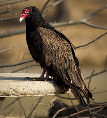 Turkey vulture looking over shoulder