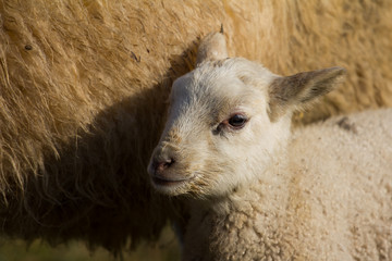 Fototapeta premium Hausschaf