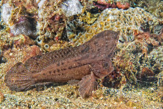 Brown Leaf fish in Siladen