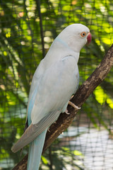 White parrot on a branch