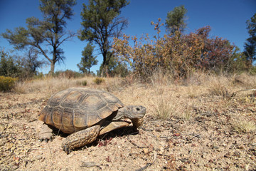 Obraz premium Desert Tortoise