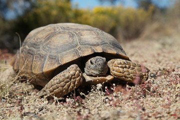 Desert Tortoise head On